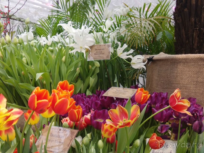 Весна идет - весне дорогу!!!  (Отзыв для милых дам).