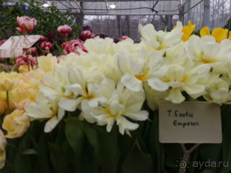 Весна идет - весне дорогу!!!  (Отзыв для милых дам).