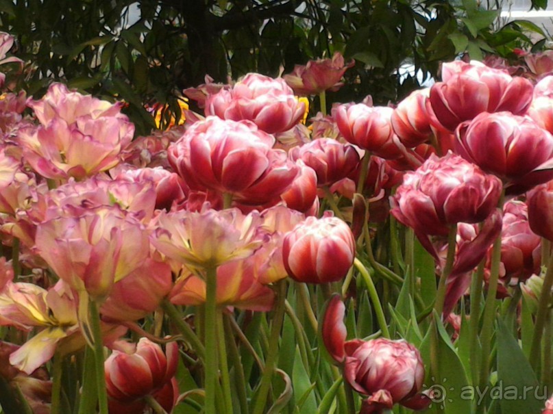 Весна идет - весне дорогу!!!  (Отзыв для милых дам).