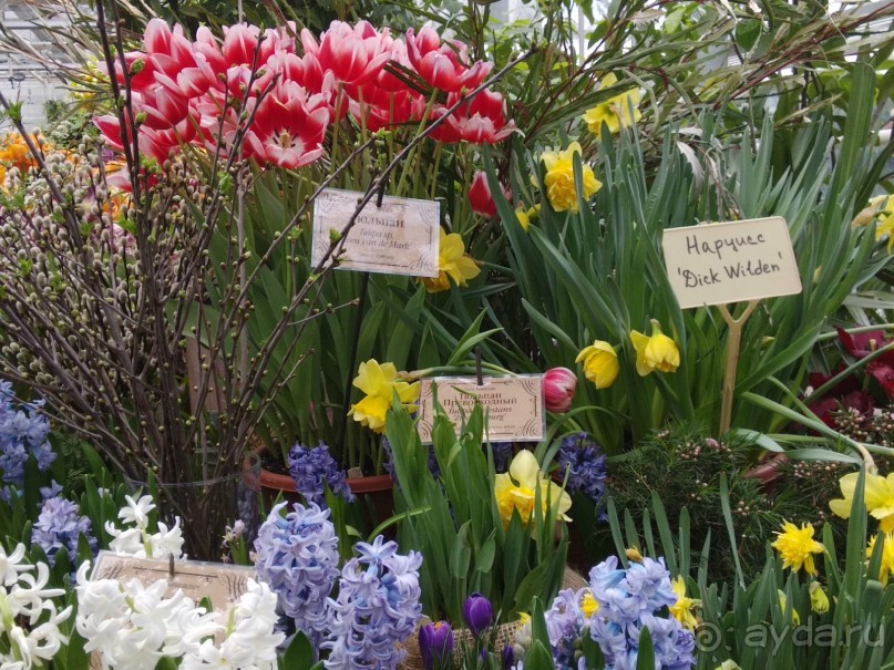 Весна идет - весне дорогу!!!  (Отзыв для милых дам).