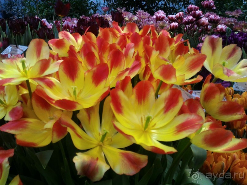 Весна идет - весне дорогу!!!  (Отзыв для милых дам).