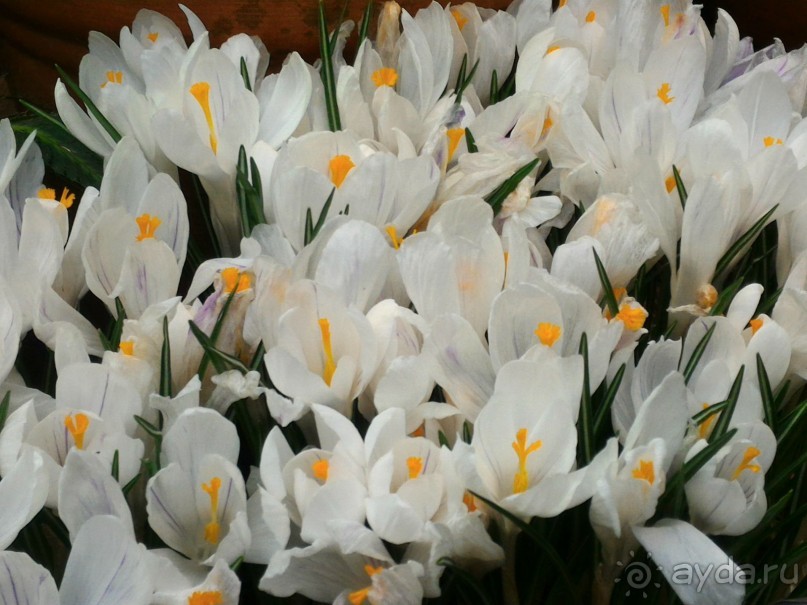 Весна идет - весне дорогу!!!  (Отзыв для милых дам).