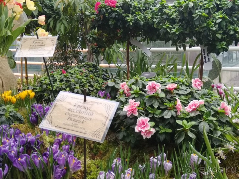 Весна идет - весне дорогу!!!  (Отзыв для милых дам).