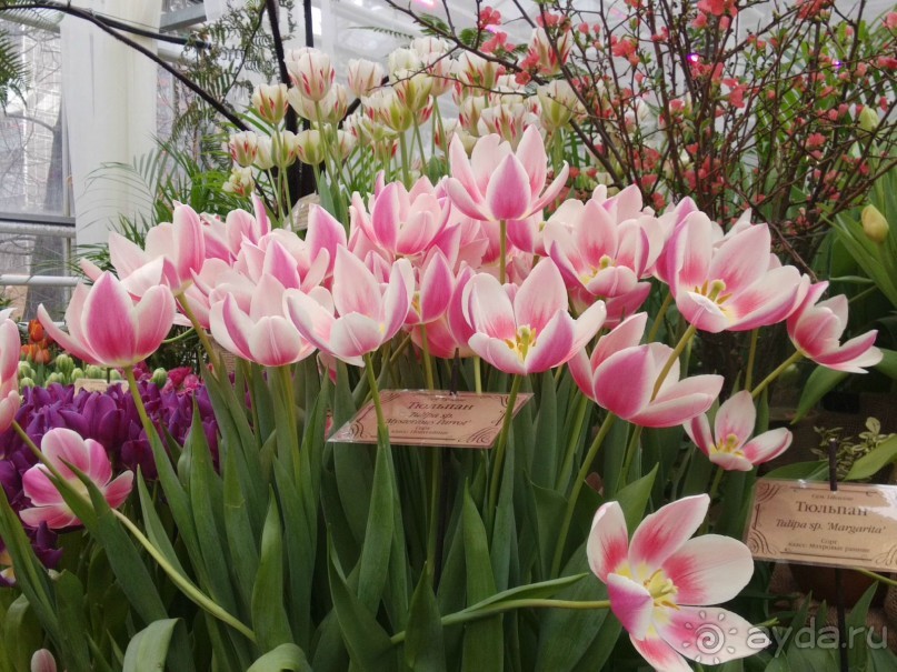 Весна идет - весне дорогу!!!  (Отзыв для милых дам).