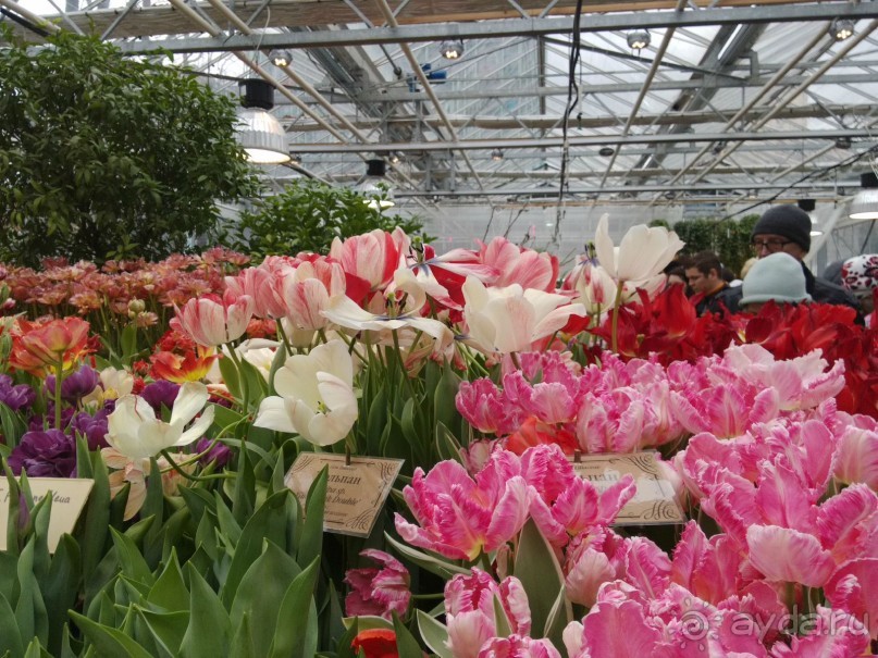 Весна идет - весне дорогу!!!  (Отзыв для милых дам).