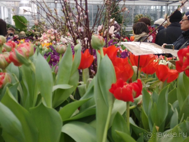 Весна идет - весне дорогу!!!  (Отзыв для милых дам).