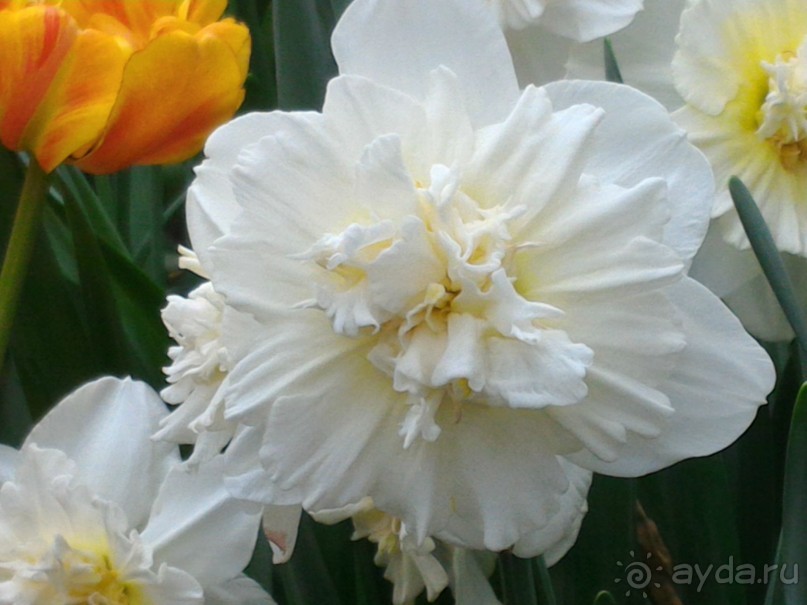 Весна идет - весне дорогу!!!  (Отзыв для милых дам).