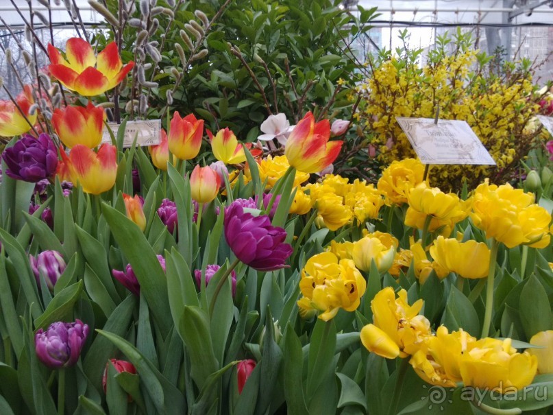 Весна идет - весне дорогу!!!  (Отзыв для милых дам).