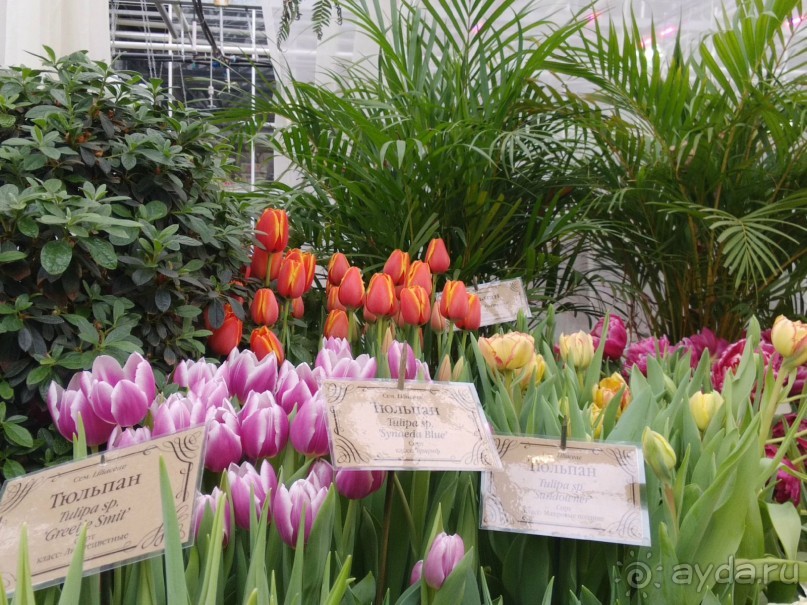 Весна идет - весне дорогу!!!  (Отзыв для милых дам).