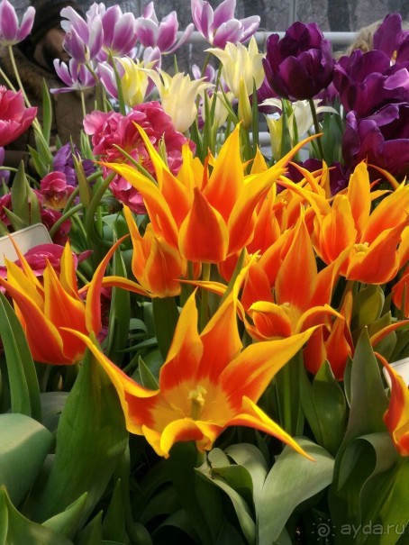 Весна идет - весне дорогу!!!  (Отзыв для милых дам).