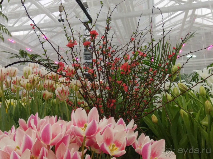 Весна идет - весне дорогу!!!  (Отзыв для милых дам).