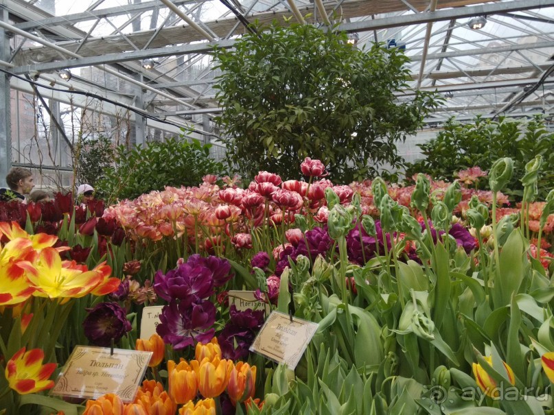 Весна идет - весне дорогу!!!  (Отзыв для милых дам).