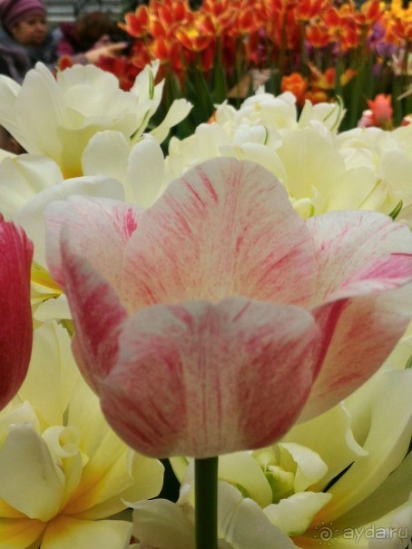 Весна идет - весне дорогу!!!  (Отзыв для милых дам).