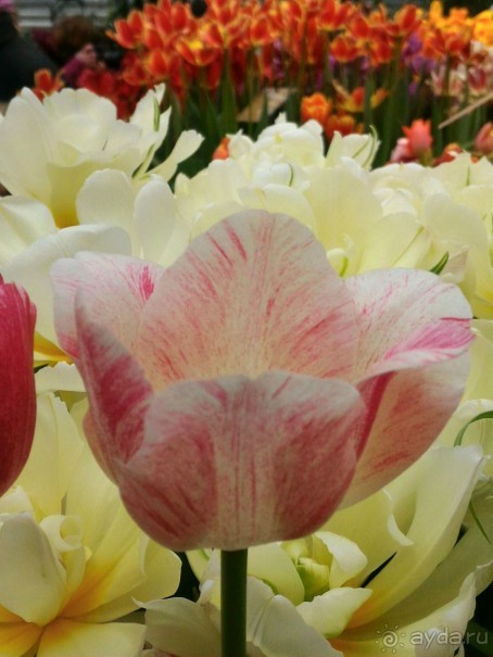 Весна идет - весне дорогу!!!  (Отзыв для милых дам).