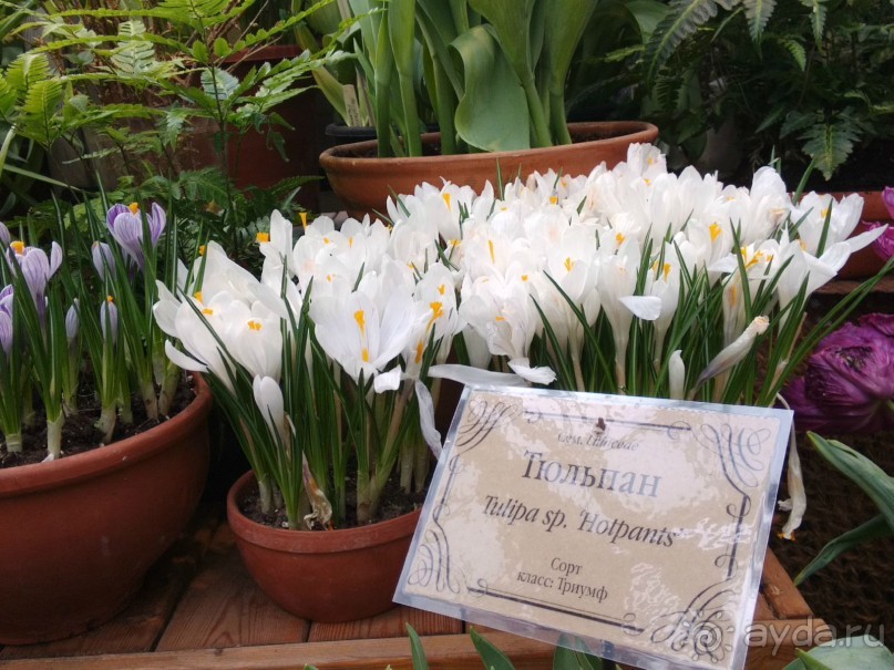 Весна идет - весне дорогу!!!  (Отзыв для милых дам).