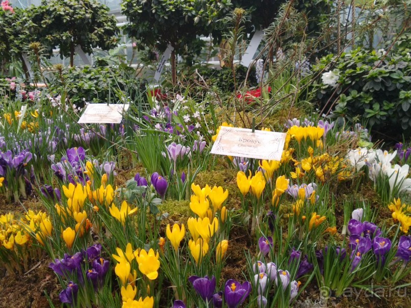 Весна идет - весне дорогу!!!  (Отзыв для милых дам).