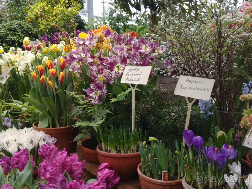 Весна идет - весне дорогу!!!  (Отзыв для милых дам).