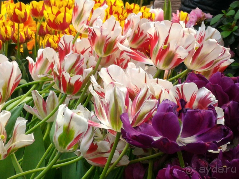 Весна идет - весне дорогу!!!  (Отзыв для милых дам).