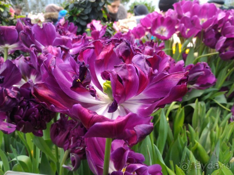 Весна идет - весне дорогу!!!  (Отзыв для милых дам).