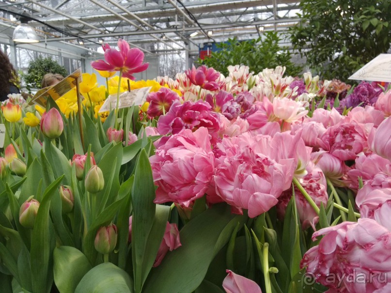 Весна идет - весне дорогу!!!  (Отзыв для милых дам).