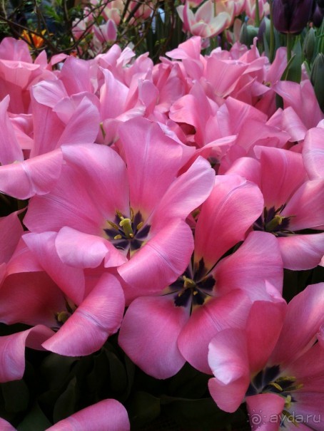 Весна идет - весне дорогу!!!  (Отзыв для милых дам).