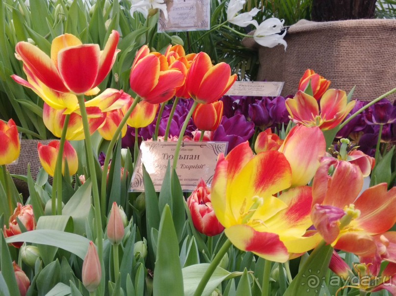 Весна идет - весне дорогу!!!  (Отзыв для милых дам).