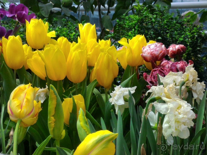 Весна идет - весне дорогу!!!  (Отзыв для милых дам).