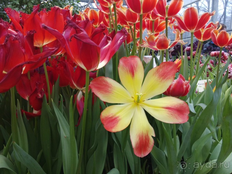 Весна идет - весне дорогу!!!  (Отзыв для милых дам).