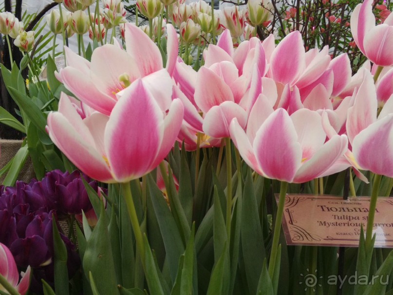 Весна идет - весне дорогу!!!  (Отзыв для милых дам).