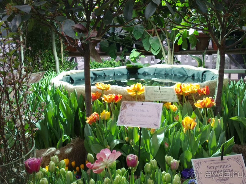 Весна идет - весне дорогу!!!  (Отзыв для милых дам).