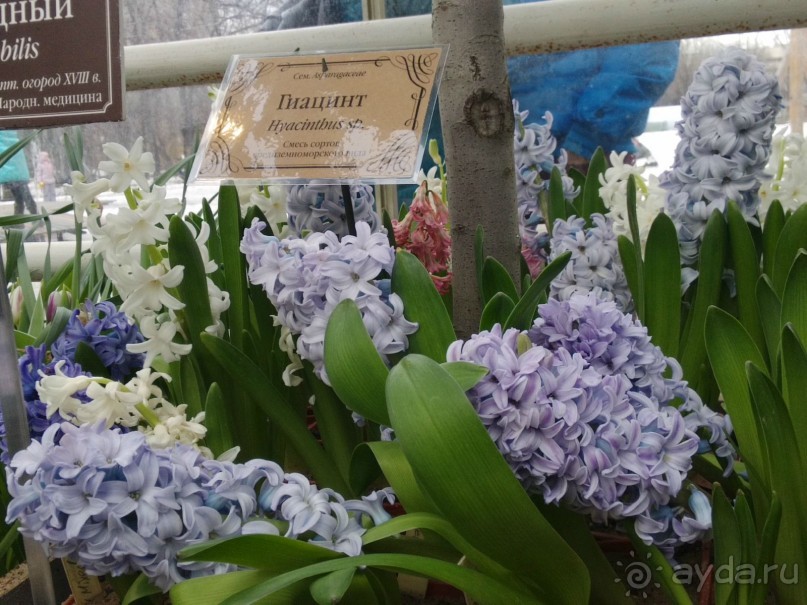 Весна идет - весне дорогу!!!  (Отзыв для милых дам).