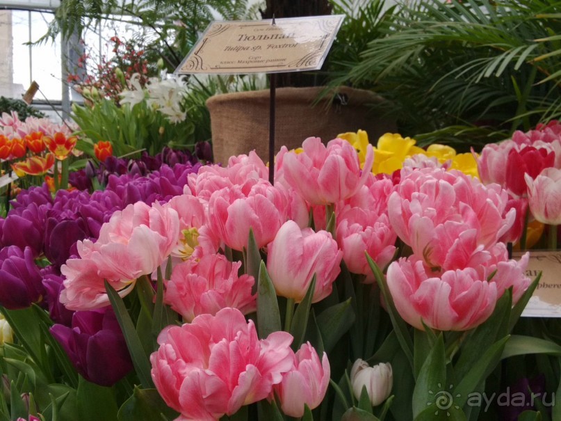 Весна идет - весне дорогу!!!  (Отзыв для милых дам).