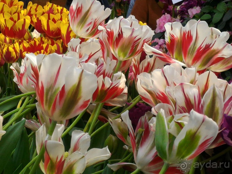 Весна идет - весне дорогу!!!  (Отзыв для милых дам).