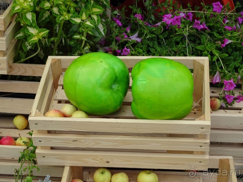 Фестиваль "Московское варенье" 2015 и 2016.