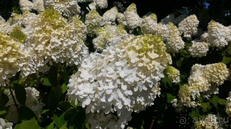 Фестиваль "Московское варенье" 2015 и 2016.