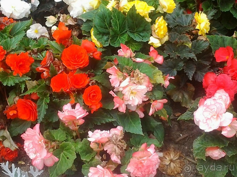 Фестиваль "Московское варенье" 2015 и 2016.