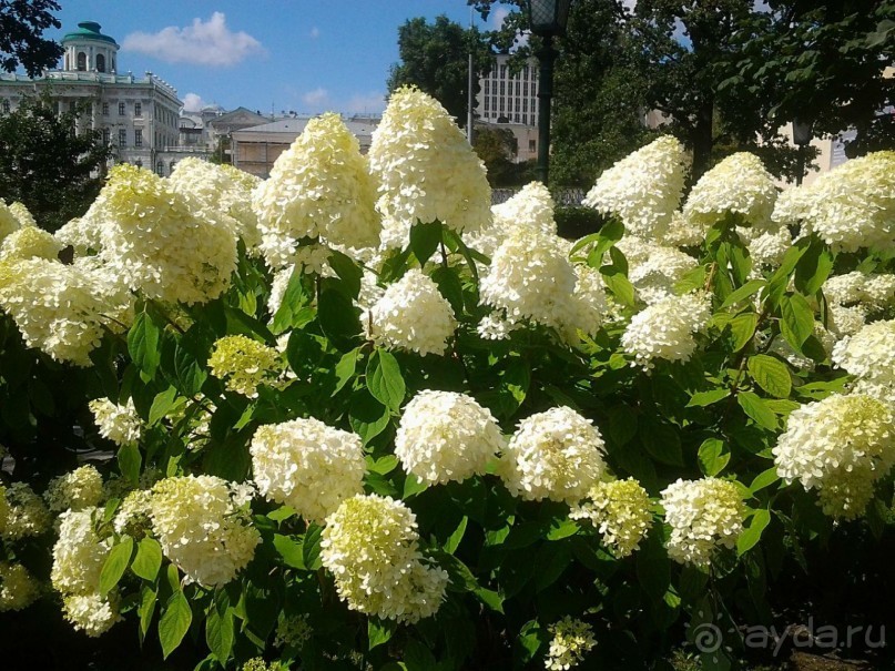 Фестиваль "Московское варенье" 2015 и 2016.
