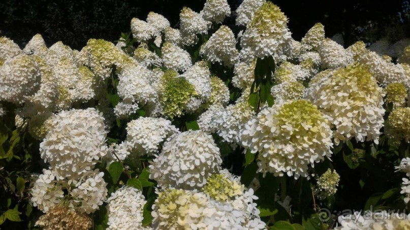 Фестиваль "Московское варенье" 2015 и 2016.