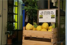 Лимоны в окрестностях Ментона собирают четыре раза в год! Все они относятся к виду «ментонского лимона», наиболее  престижному из 80 известных видов.