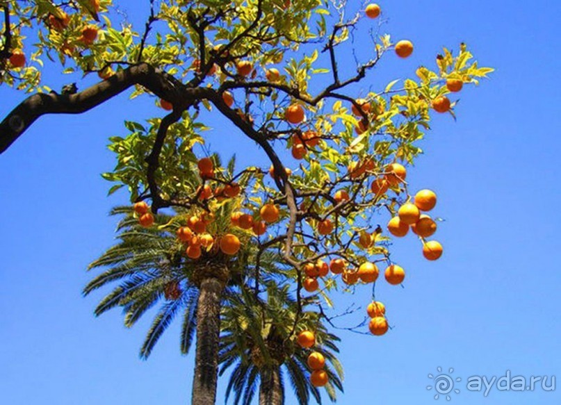 Круглый год в Ментоне плодоносят апельсиновые и лимонные деревья.