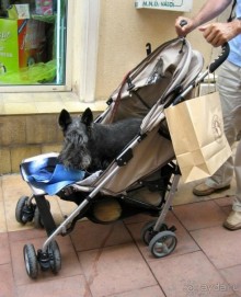 ....Или подержанную детскую коляску для домашнего любимца. Не устаем поражаться упорству, с которым французы таскают везде своих собак: по пешеходным улочкам, где сплошной камень и ни одного кустика, по магазинам и кафе..