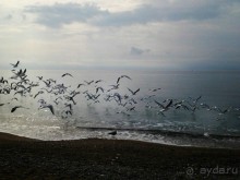 Чайки ужасные попрошайки и толпятся около уличных кафе, пока кто-нибудь не погонит их прочь.