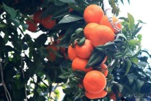 Климат Ментона благоприятен для цитрусовых культур: город стоит в окружении плантаций лимонов, мандаринов и апельсинов, которые можно увидеть здесь повсюду.