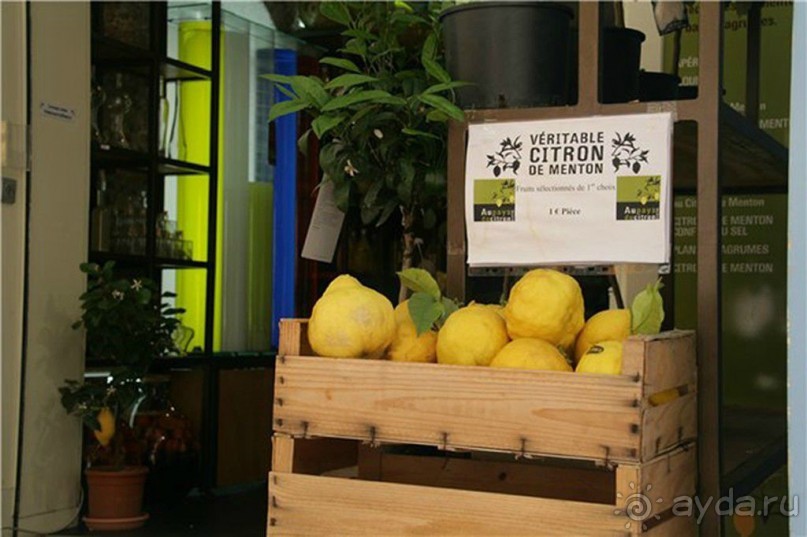 Лимоны в окрестностях Ментона собирают четыре раза в год! Все они относятся к виду «ментонского лимона», наиболее  престижному из 80 известных видов.