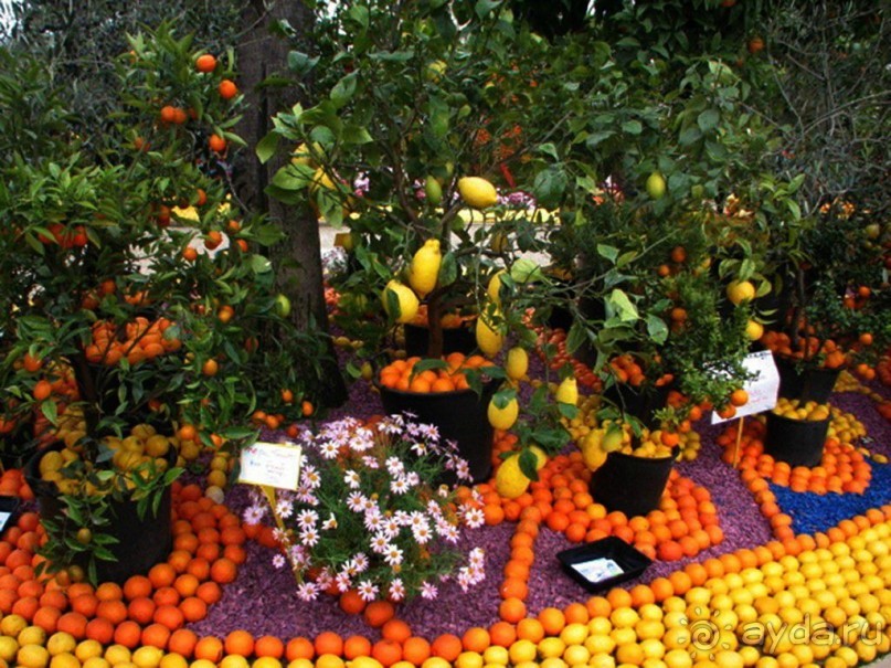 Ментон утопает в зелени, а климат здесь прекрасный в любое время года из-за удачного географического положения города – высокие горы укрывают его от ветров зимой, что создает самые лучшие условия для выращивания цитрусовых.