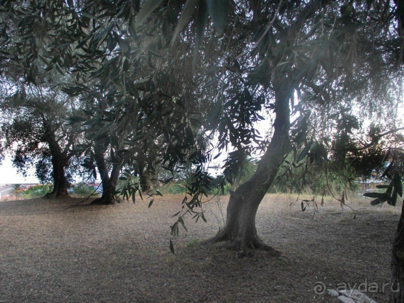 Буквально повсюду разбросаны лесные массивы и парки всевозможных размеров и форм