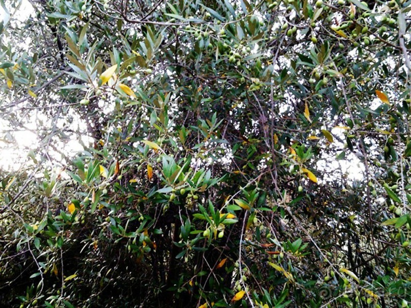 Если присмотреться, то можно разглядеть маленькие оливки.