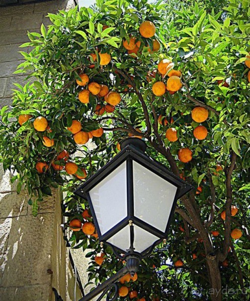 Цитрусовые сады Ментона - это самая большая коллекция в Европе.. Эти сады включены в перечень уникальных садов мира.. В феврале здесь проходит весьма необычное торжество - лимонный парад, именно в это время происходит сбор урожая.