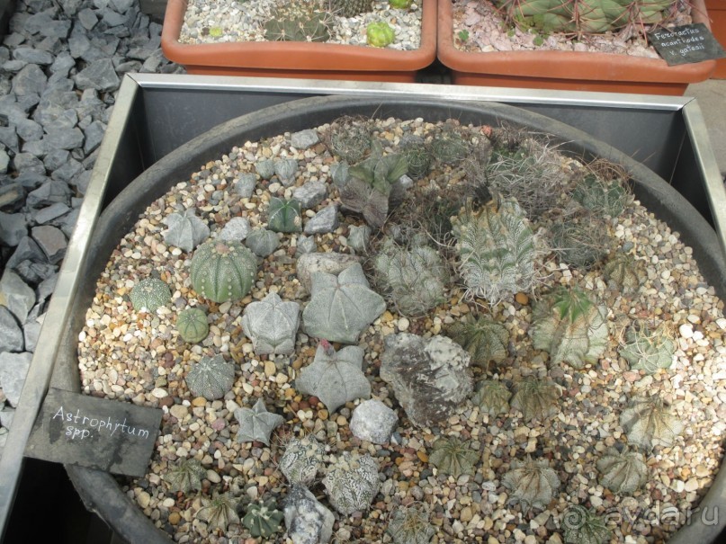 Друзья! Добро пожаловать в «Аптекарский огород»!