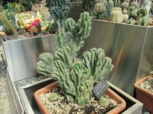 Друзья! Добро пожаловать в «Аптекарский огород»!